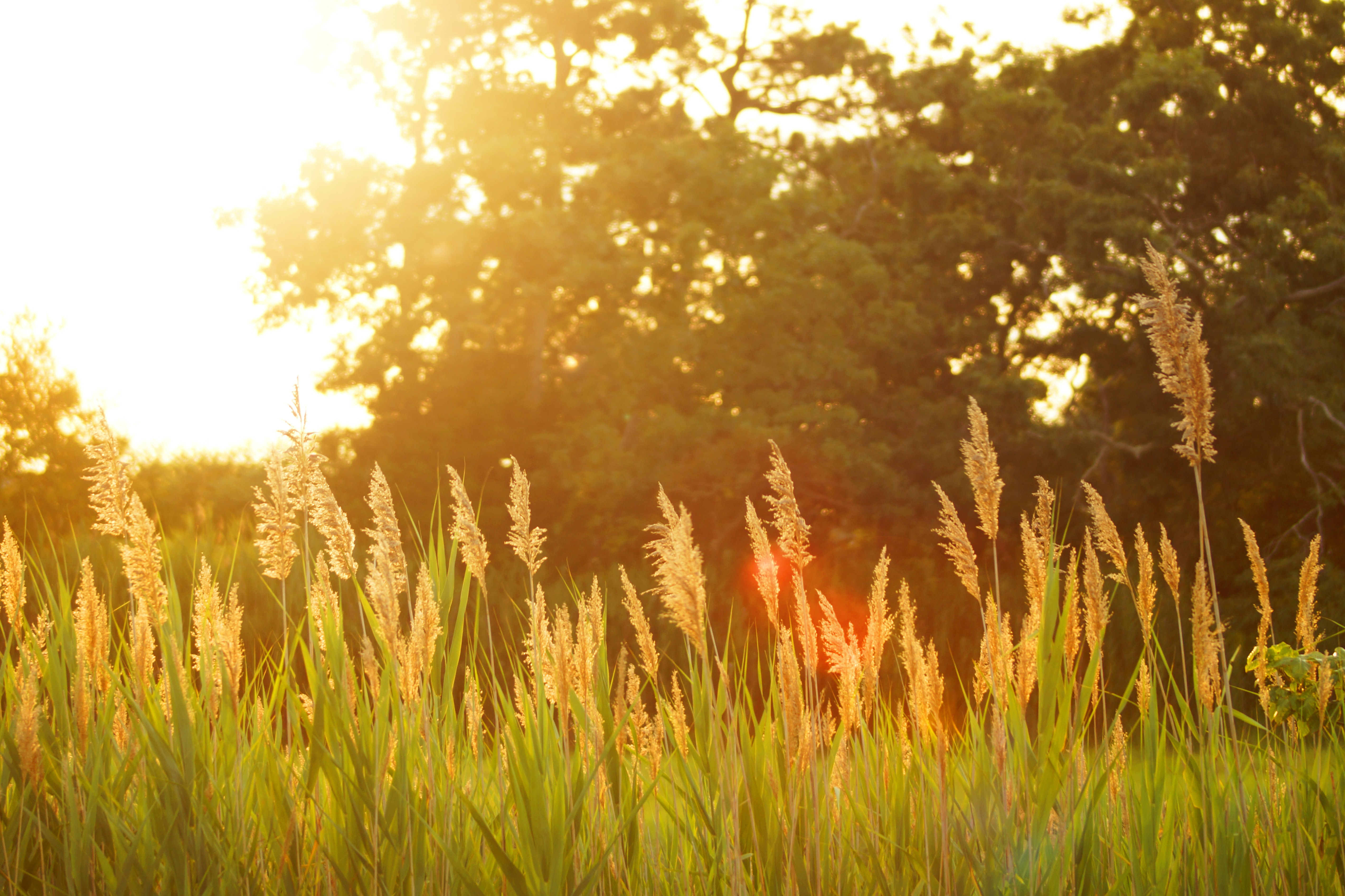 Picture of grass in sunlight